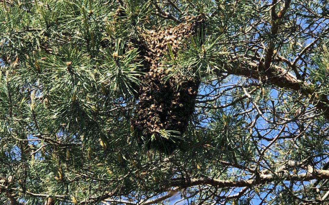 Sie finden einen Bienenschwarm. Bitte verständigen Sie uns. Tel: 0660/329 10 40.